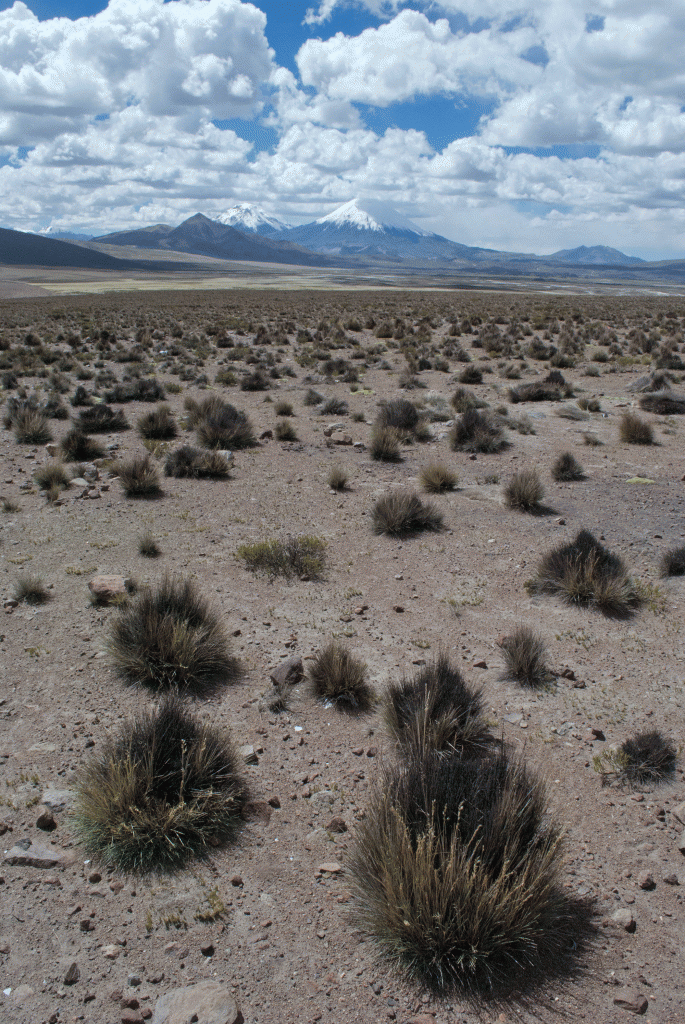 Chile0021